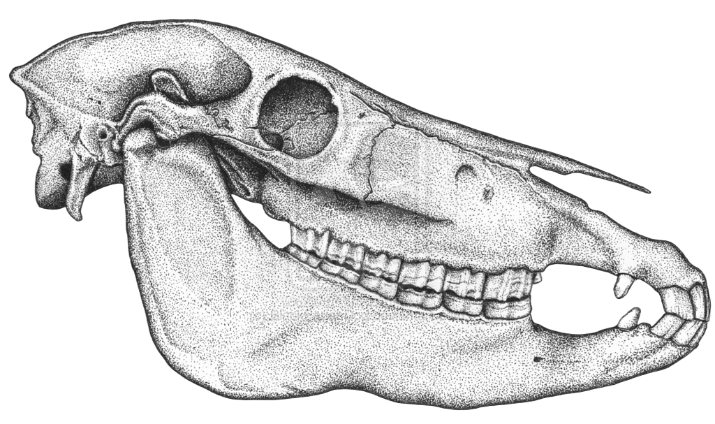 calavera de caballo